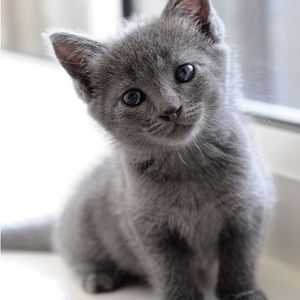 Meet your Posher, Frankie